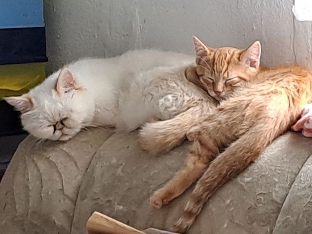 Verschmuster Tobekater