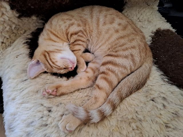 Verschmuster Tobekater