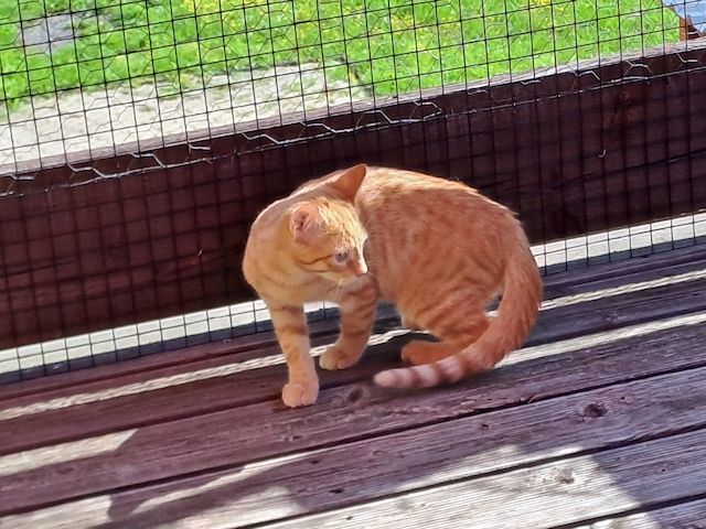 Verschmuster Tobekater