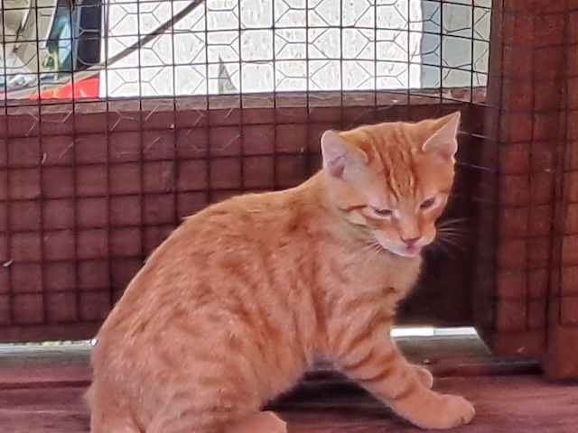 Verschmuster Tobekater