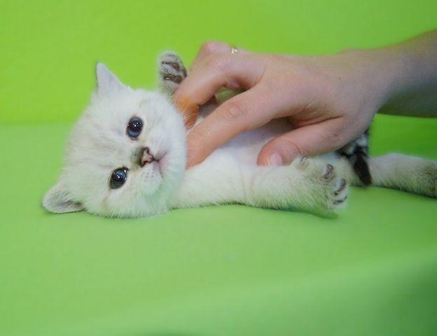 Supersüße Kitten mit Stammbaum blauen Augen BKH seal-silver-shaded-point ns 11 33 reinrassig!