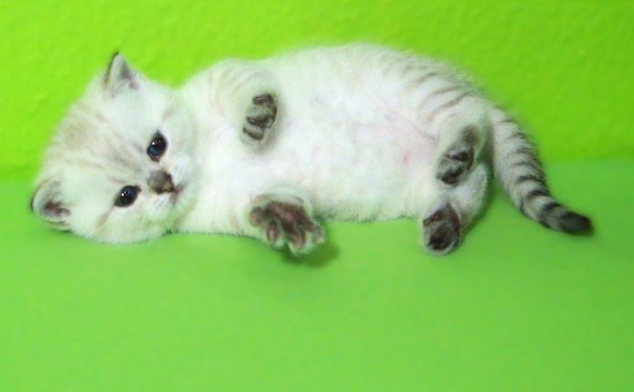 Supersüße Kitten mit Stammbaum blauen Augen BKH seal-silver-shaded-point ns 11 33 reinrassig!