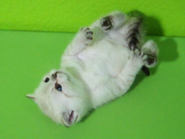 Supersüße Kitten mit Stammbaum blauen Augen BKH seal-silver-shaded-point ns 11 33 reinrassig!