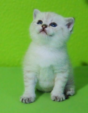 Supersüße Kitten mit Stammbaum blauen Augen BKH seal-silver-shaded-point ns 11 33 reinrassig!