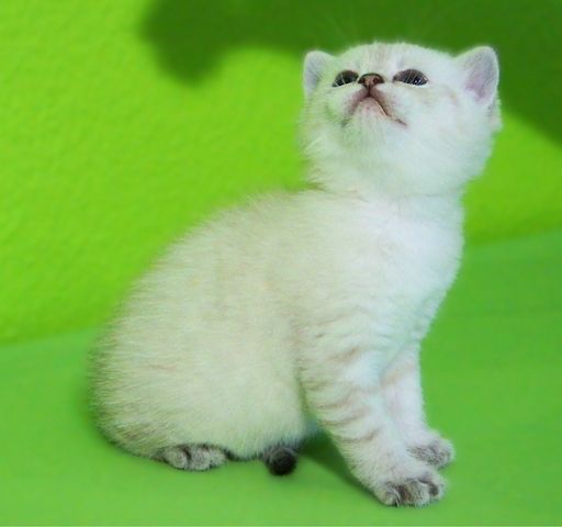 Supersüße Kitten mit Stammbaum blauen Augen BKH seal-silver-shaded-point ns 11 33 reinrassig!