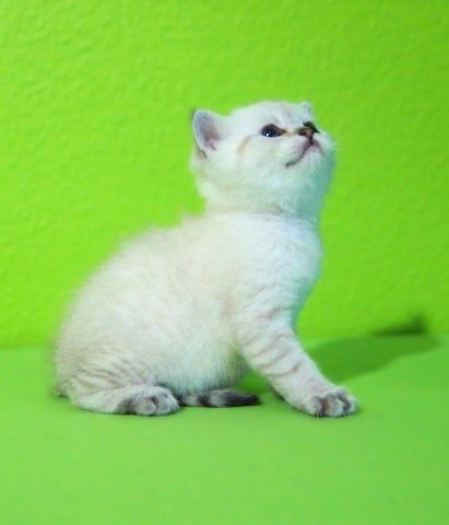 Supersüße Kitten mit Stammbaum blauen Augen BKH seal-silver-shaded-point ns 11 33 reinrassig!
