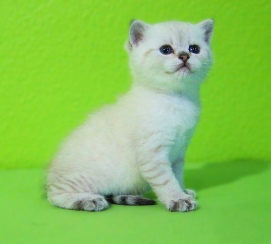 Supersüße Kitten mit Stammbaum blauen Augen BKH seal-silver-shaded-point ns 11 33 reinrassig!