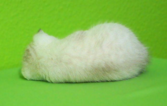 Supersüße Kitten mit Stammbaum blauen Augen BKH seal-silver-shaded-point ns 11 33 reinrassig!