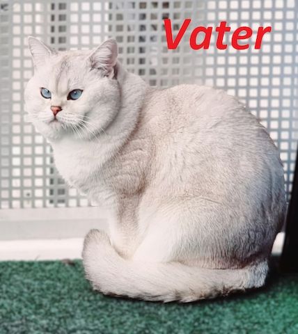 Supersüße Kitten mit Stammbaum blauen Augen BKH seal-silver-shaded-point ns 11 33 reinrassig!