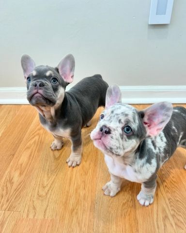 Gesunde Französische Bulldoggen Welpen mit mehr Nase