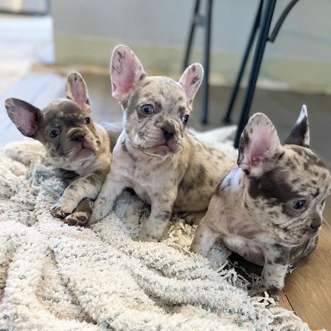 Gesunde Französische Bulldoggen Welpen mit mehr Nase