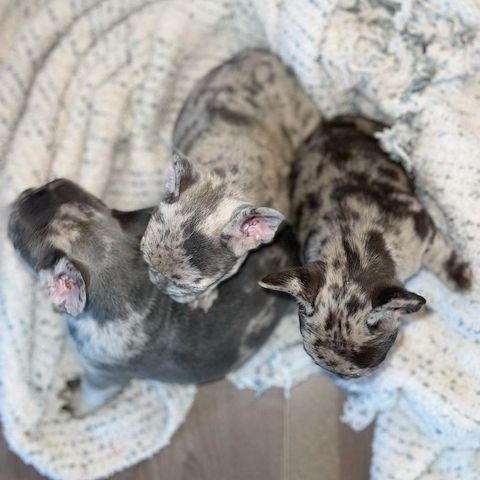 Exklusiver Französische Bulldogge Welpe in Merle - Premium-Qualität