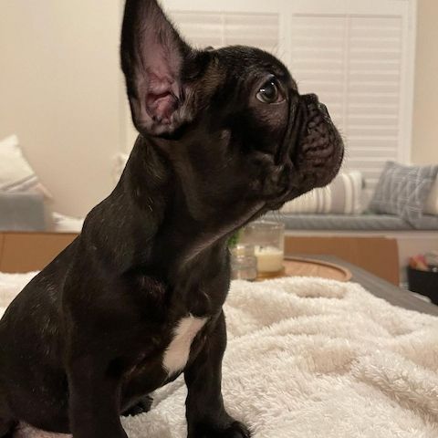 Französische Bulldoggen Welpen