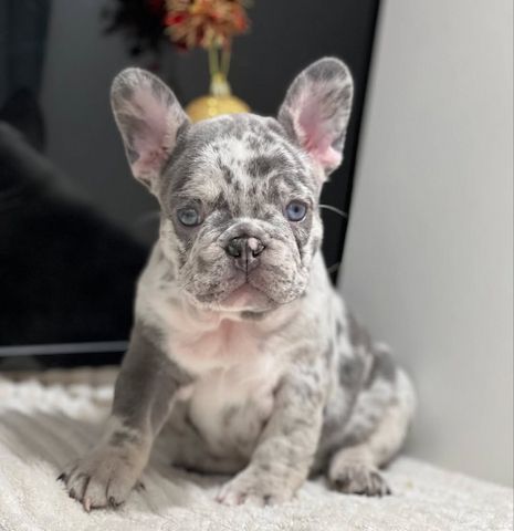 Französische Bulldogge isabella, merle, blue, lilac mit langer Nase, Ahnentafel, Vereinszugehörig