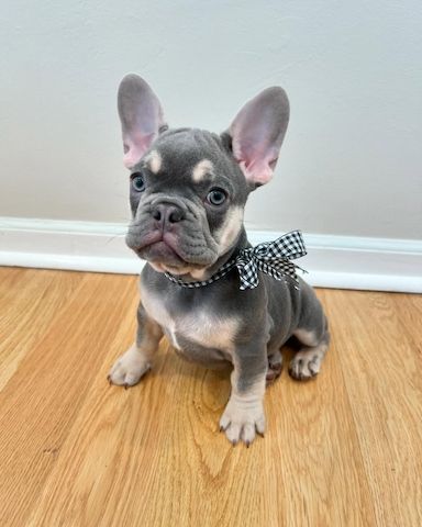 Französische Bulldogge isabella, merle, blue, lilac mit langer Nase, Ahnentafel, Vereinszugehörig