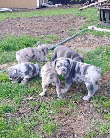 Bulldogge Französisch Welpen