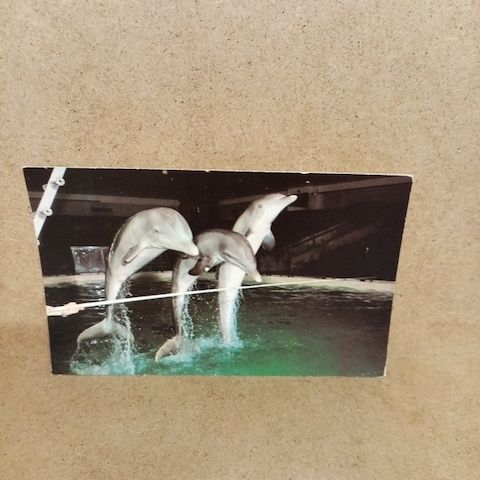 Ansichtskarte-BRIGHTON DOLPHINS.