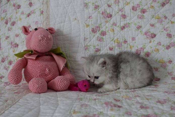 Reinrassige BKH Kitten