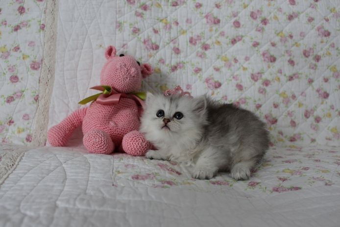 Reinrassige BKH Kitten
