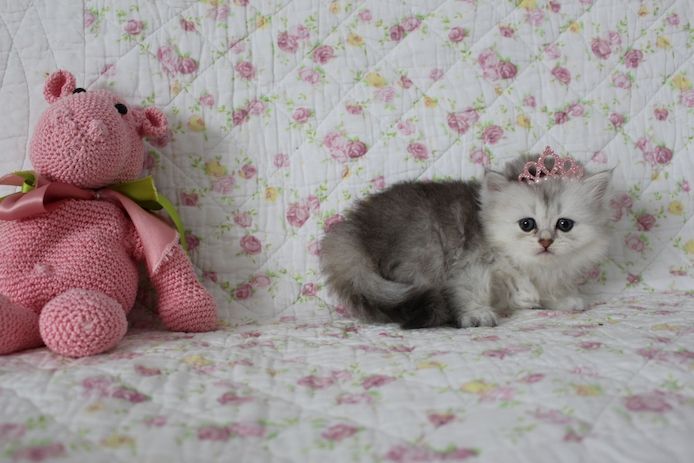 Reinrassige BKH Kitten