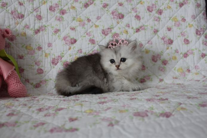 Reinrassige BKH Kitten
