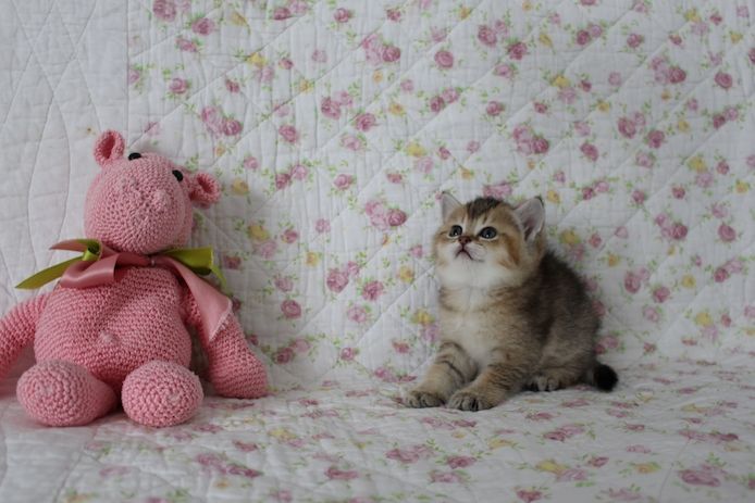 Reinrassige BKH Kitten