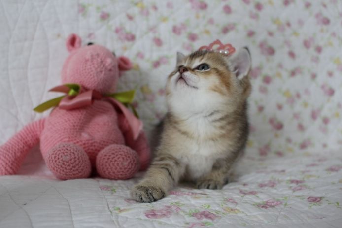 Reinrassige BKH Kitten