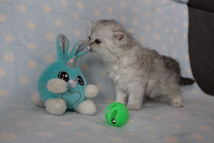 Reinrassige BKH Kitten