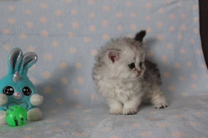 Reinrassige BKH Kitten
