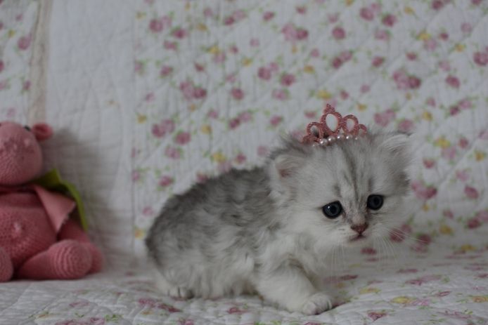 Reinrassige BKH Kitten