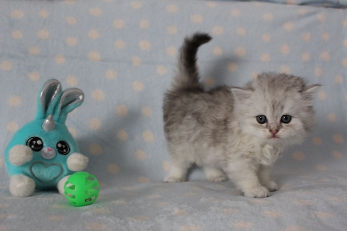 Reinrassige BKH Kitten