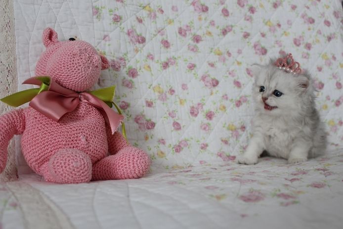 Reinrassige BKH Kitten