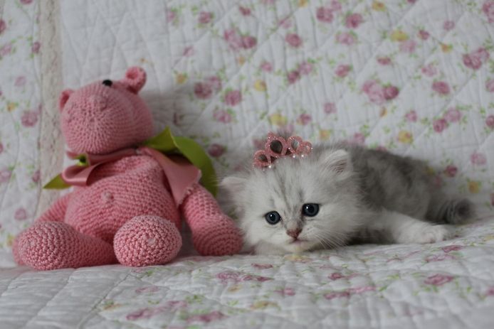 Reinrassige BKH Kitten