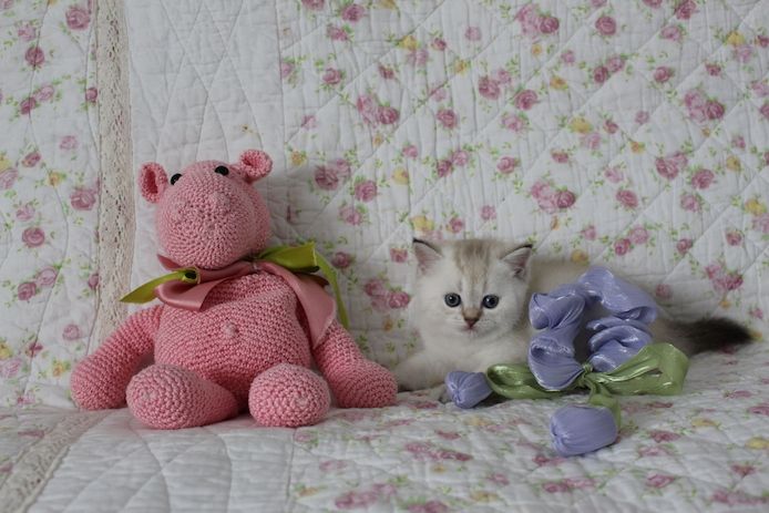 Reinrassige BKH Kitten