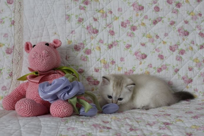 Reinrassige BKH Kitten