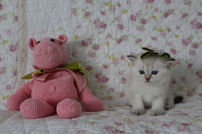 Reinrassige BKH Kitten