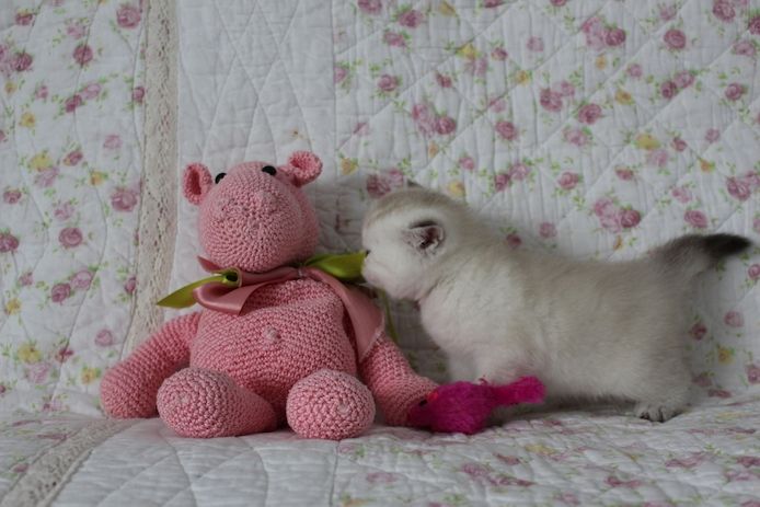 Reinrassige BKH Kitten