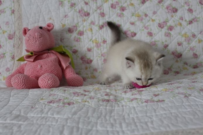 Reinrassige BKH Kitten