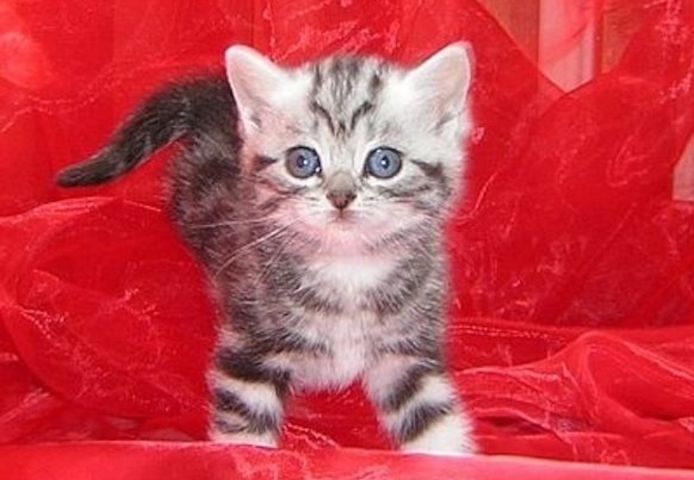 Supersüße Kitten mit Stammbaum blauen Augen BKH seal-silver-shaded-point ns 11 33 reinrassig!.
