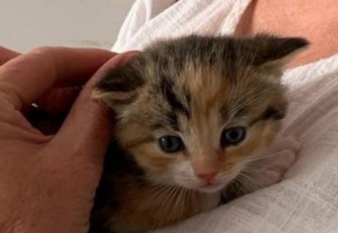 BKH-Mix-Kitten ab Ende Juni abzugeben