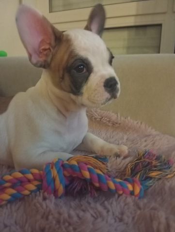 Hunde Welpe Tyson