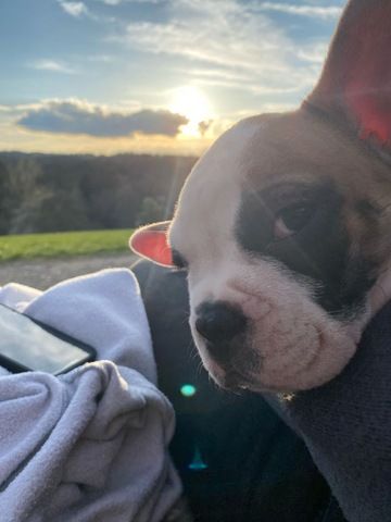 Hunde Welpe Tyson