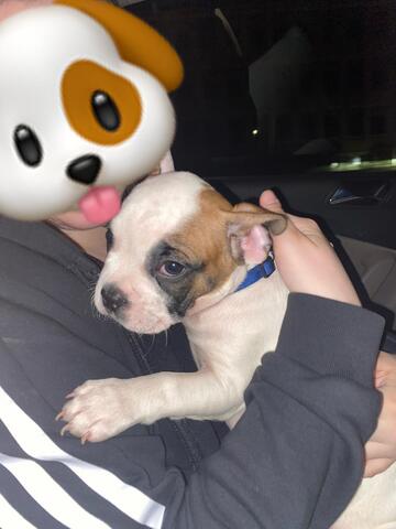 Hunde Welpe Tyson