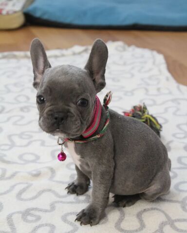 Verkaufen kleine Welpen Französische Bulldogge