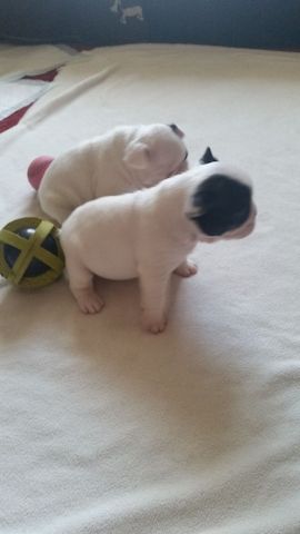 Verkaufen kleine Welpen Französische Bulldogge
