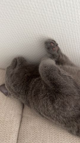 BKH Kitten