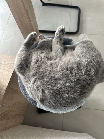 BKH Kitten