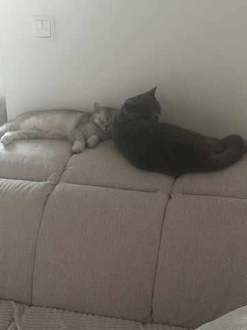 BKH Kitten