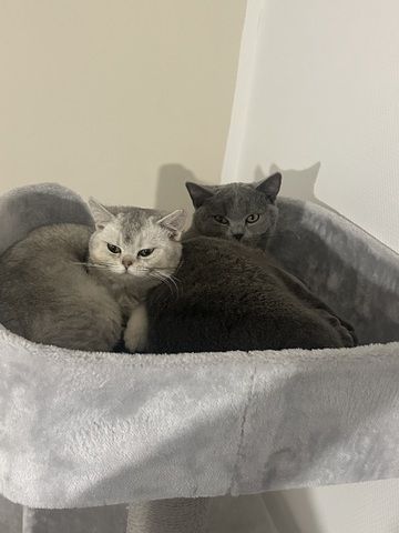 BKH Kitten
