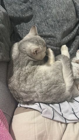 BKH Kitten